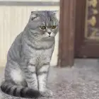 قط سكوتش فولد رمادي