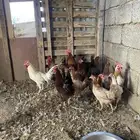 دجاج للبيع