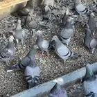 للبيع طبات وفروخ زاجل