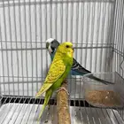 للبيع جوز بادجي