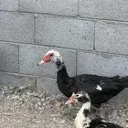 بط مسكوفي