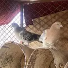 جوز تركي منتج