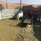 طلي حري جبر وهرافي حريات