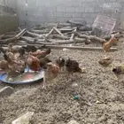 فروخ حضان شرط