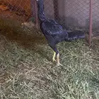دجاجه سندي بيور العمر 7 شهور