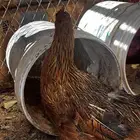 سلام عليكم نعرض لكم اليوم ثالث دجاج وديك ماشالله تبارك الله