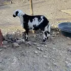 للبيع طلي نجد