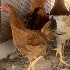 للبيع دجاج تركي