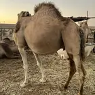 ناقه ملاقي تم البيع