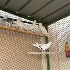 اناثي قطايف