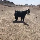 تيس فحل عارضي