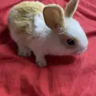 ارنب لطيف للبيع