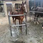 للبيع مهر شعبي