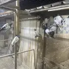 للبيع طيور