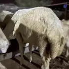 فرير لباني