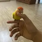 عصافير روز أليفه