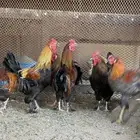 ديوك براهما