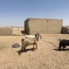 معزا للبيع