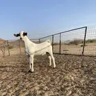 مشروع فحل بيشي