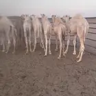 قعدان