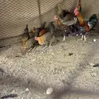 للبيع دجاج بلدي حضان شرط سليم من الامراض