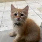 تبني