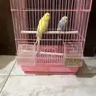 طيور حب تصلح الطفال حي عرقه