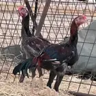 دجاج باكستاني