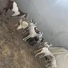 معزا مصريات وبيشيات