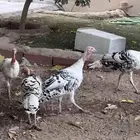 رومي