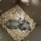 3 فروخ كروان للبيع
