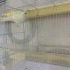 كناري انثى