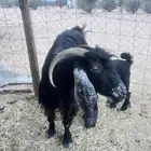 عنز خلفه تحتها تيس