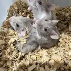 هامستر روسي