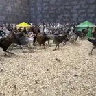 صيصان عمر شهر و14 يوم مطعم جاهز