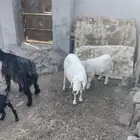 نعجه تحتها طلي سنها سديس وعنز تحت جفره سنها سديس الحد 1300