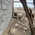 طلي حري يضحي