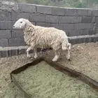 طلي حري والسن ثني