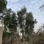 شجر كينه للبيع