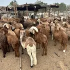 طليان سواكن