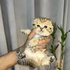 كيتن سكوتش (تايقر)