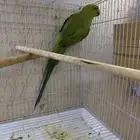 للبيع انثى النوع دره جاهزه الانتاج حجم كبير جناح مقوص