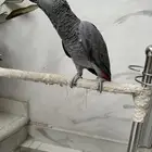 فرخ كاسكو دبل سوبر