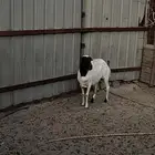 للبيع غنم رفيدي جرم طيب