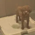 كلب بودل مستورد من روسيا