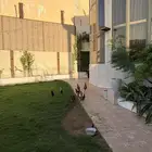 دجاج للبيع وسعر طيب