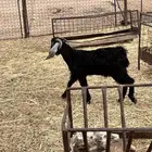 تيوس عوارض ذبايح