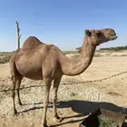 خلفه حمراء ساحليه