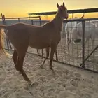 حصان شعبي عمره 3سنوات للبيع