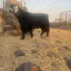 تيس فحل مشروط